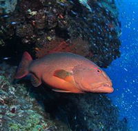 Anchor Bommie Dive Site - Surfers Paradise Gold Coast