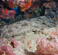 Lighthouse Bommies Dive Site - Surfers Paradise Gold Coast