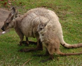 Forest Of Tranquillity - Australian Rainforest Sanctuary - Surfers Paradise Gold Coast 1