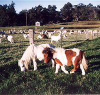 Trudgalong Farm - Surfers Paradise Gold Coast