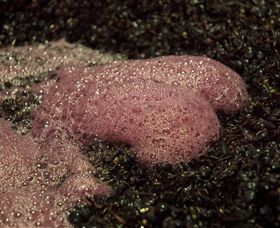 East Gippsland Wines - Surfers Paradise Gold Coast 3