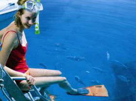 Roy Rufus Artificial Reef Dive Site - Surfers Paradise Gold Coast 0