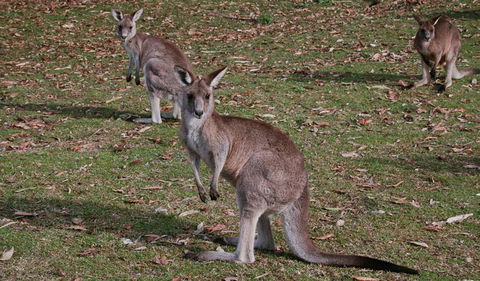 Lake Macquarie State Conservation Area - Surfers Paradise Gold Coast 1