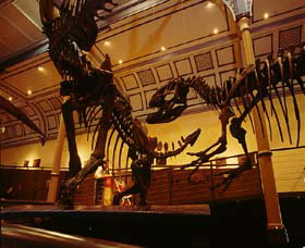 Australian Museum - Surfers Paradise Gold Coast 1