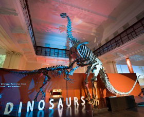 Australian Museum - Surfers Paradise Gold Coast 0