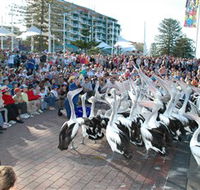 Pelican Feeding - Surfers Paradise Gold Coast