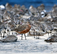 Cooloola Nature - Surfers Paradise Gold Coast