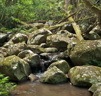 Booyong walking track - Surfers Paradise Gold Coast