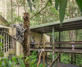 Daisy Hill Koala Centre - Surfers Paradise Gold Coast 0