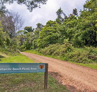 Antarctic Beech picnic area - Surfers Paradise Gold Coast