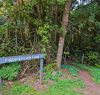 Falcorostrum loop walking track - Surfers Paradise Gold Coast