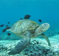 Flinders Reef Dive Site - Surfers Paradise Gold Coast