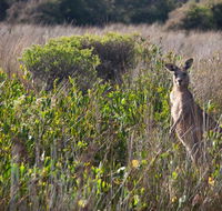 Murramarang Aboriginal Area walking track - Surfers Paradise Gold Coast