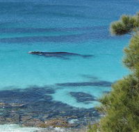 Jervis Bay Marine Park - Surfers Paradise Gold Coast