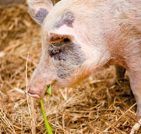 Djanbung Permaculture Gardens - Surfers Paradise Gold Coast