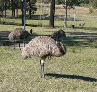 Glen Ian Ostrich and Emu Farm - Surfers Paradise Gold Coast