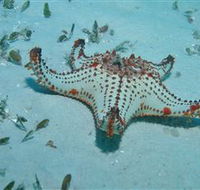 The Pines Dive Site - Surfers Paradise Gold Coast