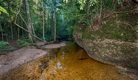 Coorabakh National Park - Surfers Paradise Gold Coast 2