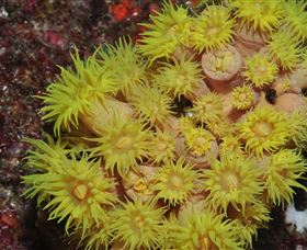 Gotham City Dive Site - Surfers Paradise Gold Coast 2
