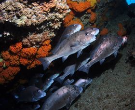 Gotham City Dive Site - Surfers Paradise Gold Coast 3