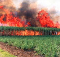 Reeves Family Sugar Cane Farm - Surfers Paradise Gold Coast
