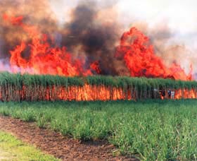 Reeves Family Sugar Cane Farm - Surfers Paradise Gold Coast 0