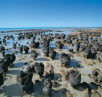 Hamelin Pool Stromatolites - Surfers Paradise Gold Coast