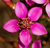 Flora - Surfers Paradise Gold Coast