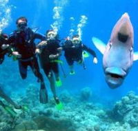 Henderson's Rock Dive Site - Surfers Paradise Gold Coast
