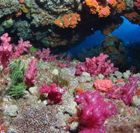 Cherubs Cave Dive Site - Surfers Paradise Gold Coast