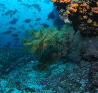 Henderson Rock Dive Site - Surfers Paradise Gold Coast