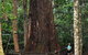 Bird Tree And Benaroon - thumb 0