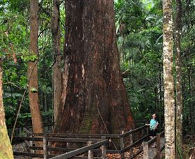 Bird Tree And Benaroon - Surfers Paradise Gold Coast 0