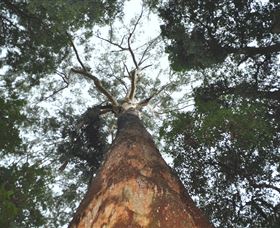 Bird Tree And Benaroon - Surfers Paradise Gold Coast 1