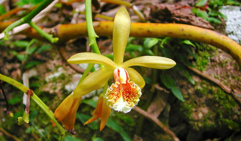 Falls Walking Track - Surfers Paradise Gold Coast 1