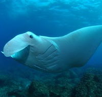 Manta Bommie Dive Site - Surfers Paradise Gold Coast