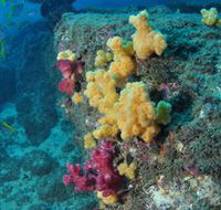 Shag Rock Dive Site - Surfers Paradise Gold Coast