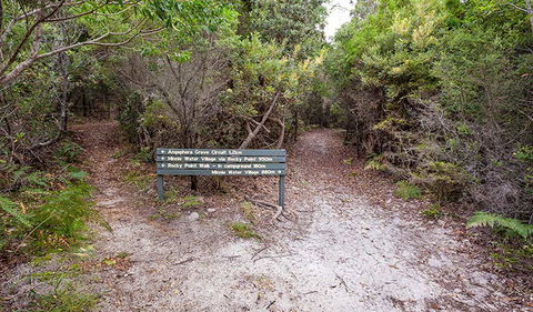 Angophora Grove Walking Track - Surfers Paradise Gold Coast 0