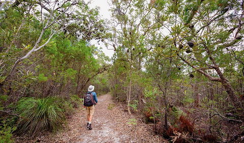 Angophora Grove Walking Track - Surfers Paradise Gold Coast 1
