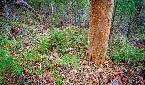 Angophora Grove Walking Track - Surfers Paradise Gold Coast 2