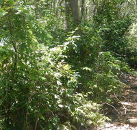 Bridle trail - Surfers Paradise Gold Coast