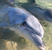 Dolphins of Monkey Mia - Surfers Paradise Gold Coast
