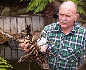 Flowerdale TAS Surfers Paradise Gold Coast