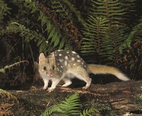 Tarkine Forest Reserve - Surfers Paradise Gold Coast 0