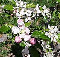 Avro Park Orchards - Surfers Paradise Gold Coast