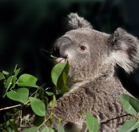 Koala Transfers - Surfers Paradise Gold Coast
