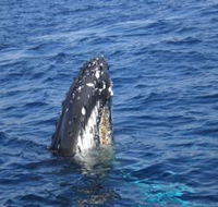Jervis Bay Whales - Surfers Paradise Gold Coast