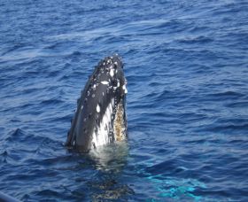 Jervis Bay Whales - Surfers Paradise Gold Coast 0
