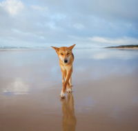 Fraser Island Adventure Tours - Surfers Paradise Gold Coast