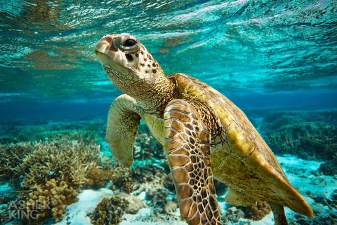 Ocean Art Gallery & Cafe - Surfers Paradise Gold Coast 1